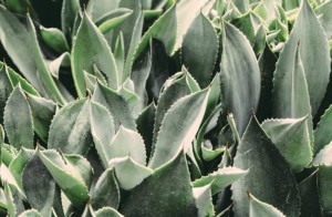 Aloe Vera Plant