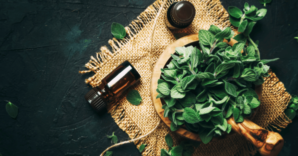 The Amazing Benefits of Oregano Oil for Immunity Oregano Oil