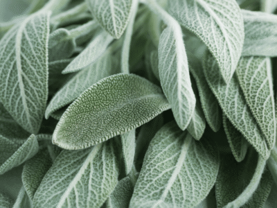 Sage plant growing in Jerusalem hills.
